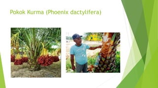 Pokok Kurma (Phoenix dactylifera)
 