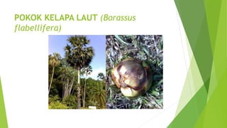 POKOK KELAPA LAUT (Borassus
flabellifera)
 
