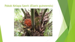 Pokok Kelapa Sawit (Elaeis guineensis)
 