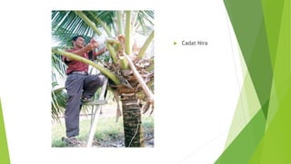  Cadat Nira
 