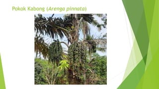 Pokok Kabong (Arenga pinnata)
 