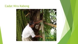 Cadat Nira Kabong
 