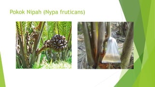 Pokok Nipah (Nypa fruticans)
 