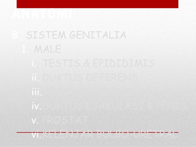 PENGENALAN & SIMTOMATOLOGI - SISTEM GENITOURINARI LELAKI
