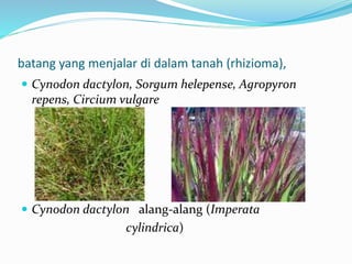batang yang menjalar di dalam tanah (rhizioma),
 Cynodon dactylon, Sorgum helepense, Agropyron
repens, Circium vulgare
 Cynodon dactylon alang-alang (Imperata
cylindrica)
 