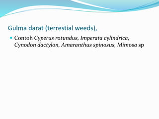 Gulma darat (terrestial weeds),
 Contoh Cyperus rotundus, Imperata cylindrica,
Cynodon dactylon, Amaranthus spinosus, Mimosa sp
 