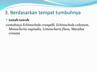 3. Berdasarkan tempat tumbuhnya
 tanah sawah
contohnya Echinochola crusgalli, Echinochola colonum,
Monochoria vaginalis, Limnocharis flava, Marsilea
crenata
 