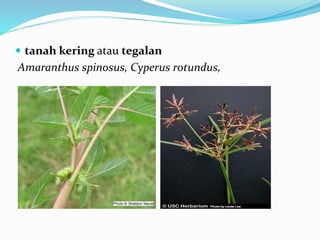 tanah kering atau tegalan
Amaranthus spinosus, Cyperus rotundus,
 