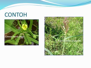 CONTOH
Limnocharis flava
Echinochloa crusgalli
 