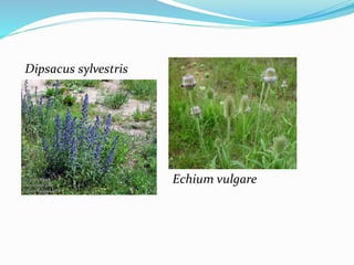 Dipsacus sylvestris
Echium vulgare
 