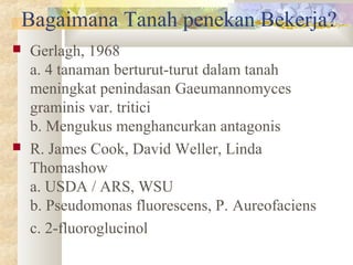 Bagaimana Tanah penekan Bekerja?
 Gerlagh, 1968
a. 4 tanaman berturut-turut dalam tanah
meningkat penindasan Gaeumannomyces
graminis var. tritici
b. Mengukus menghancurkan antagonis
 R. James Cook, David Weller, Linda
Thomashow
a. USDA / ARS, WSU
b. Pseudomonas fluorescens, P. Aureofaciens
c. 2-fluoroglucinol
 