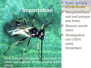 Adult Bathyplectes anurus , a parasitoid of
alfalfa weevil larvae. Photo courtesy USDA
APHIS
Importation
 Ketika patogen
adalah eksotis.
 Mengidentifikasi
asal-usul patogen
atau hama.
 Mencari musuh
alami
 Mendapatkan
izin USDA
untuk
mengimpor
 