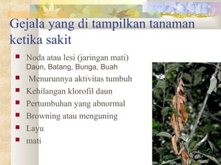 Gejala yang di tampilkan tanaman
ketika sakit
 Noda atau lesi (jaringan mati)
Daun, Batang, Bunga, Buah
 Menurunnya aktivitas tumbuh
 Kehilangan klorofil daun
 Pertumbuhan yang abnormal
 Browning atau menguning
 Layu
 mati
 