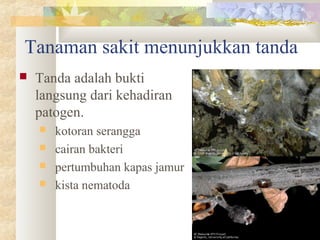 Tanaman sakit menunjukkan tanda
 Tanda adalah bukti
langsung dari kehadiran
patogen.
 kotoran serangga
 cairan bakteri
 pertumbuhan kapas jamur
 kista nematoda
 