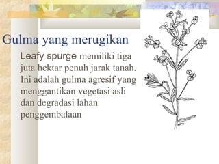 Gulma yang merugikan
Leafy spurge memiliki tiga
juta hektar penuh jarak tanah.
Ini adalah gulma agresif yang
menggantikan vegetasi asli
dan degradasi lahan
penggembalaan
 