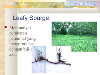 Leafy Spurge
 Mempunyai
perakaran
parennial yang
mereproduksi
dengan biji dan
akar
 