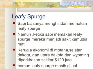 Leafy Spurge
 Sapi biasanya menghindari memakan
leafy spurge
 Namun ,ketika sapi memakan leafy
spurge mereka menjadi sakit kemudia
mati
 Kerugia ekonomi di motana,selatan
dakota, dan utara dakota dan wyoming
diperkirakan sekitar $120 juta
 namun leafy spurge masih dijual
 