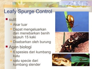 Leafy Spurge Control
 sulit
 Akar luar
 Dapat mengeluarkan
dan menebarkan benih
sejauh 15 kaki
 Disebarkan oleh burung
 Agen biologi
 6 spesies dari kumbang
kutu
 satu specie dari
kumbang slender
 