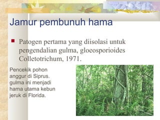 Jamur pembunuh hama
 Patogen pertama yang diisolasi untuk
pengendalian gulma, gloeosporioides
Colletotrichum, 1971.
Pencekik pohon
anggur di Siprus.
gulma ini menjadi
hama utama kebun
jeruk di Florida.
 