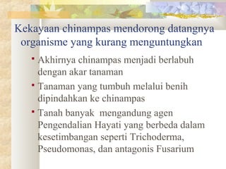 Kekayaan chinampas mendorong datangnya
organisme yang kurang menguntungkan
 Akhirnya chinampas menjadi berlabuh
dengan akar tanaman
 Tanaman yang tumbuh melalui benih
dipindahkan ke chinampas
 Tanah banyak mengandung agen
Pengendalian Hayati yang berbeda dalam
kesetimbangan seperti Trichoderma,
Pseudomonas, dan antagonis Fusarium
 