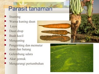 Parasit tanaman
 Stunting
 Warna kuning daun
 Layu
 Daun drop
 Buah kecil
 Menguning
 Pengeriting dan memutar
daun dan batang
 Gelembung udara
 Akar gemuk
 Mengurangi pertumbuhan
 