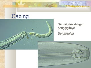 Cacing
Nematodes dengan
penggigitnya
Dorylaimida
 