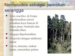 Nematodes sebagai pemakan
serangga
 Sirex noctilio- di Eropa
diperkenalkan tawon
pemakan kayu hancur di
hutan pinus Australia dan
Selandia Baru
 Sengaja diperkenalkan
 Oviposits dengan simbiosis
jamur
 Larva, menetas, makan
jamur, menembus pohon
 
