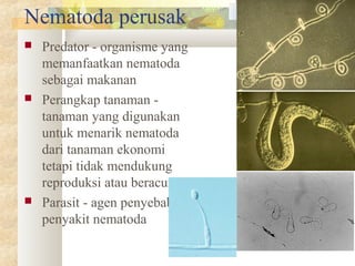 Nematoda perusak
 Predator - organisme yang
memanfaatkan nematoda
sebagai makanan
 Perangkap tanaman -
tanaman yang digunakan
untuk menarik nematoda
dari tanaman ekonomi
tetapi tidak mendukung
reproduksi atau beracun.
 Parasit - agen penyebab
penyakit nematoda
 
