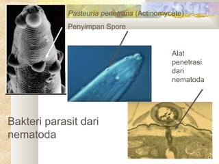 Pasteuria penetrans (Actinomycete)
Penyimpan Spore
Alat
penetrasi
dari
nematoda
Bakteri parasit dari
nematoda
 