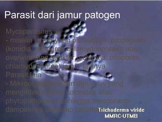 Parasit dari jamur patogen
Mycoparasites
- miselia jamur yang parasitizes, propagules
(konidia, oospores chlamydospores), atau
overwintering struktur (sclerotia, oospores,
chlamydospores) jamur lainnya
Parasit lain
- Mikroorganisme lain dan virus yang
menginfeksi jamur colonizes atau
phytopathogenic sehingga mengurangi
dampaknya terhadap tanaman
 