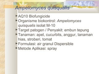Ampelomyces quisqualis
AQ10 Biofungicide
Organisme biokontrol: Ampelomyces
quisqualis isolat M-10
Target patogen / Penyakit: embun tepung
Tanaman: apel, cucurbits, anggur, tanaman
hias, stroberi, tomat
Formulasi: air granul Dispersible
Metode Aplikasi: spray
 