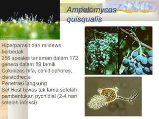 Ampelomyces
quisqualis
Hiperparasit dari mildews
berbedak
256 spesies tanaman dalam 172
genera dalam 59 famili
Colonizes hifa, conidiophores,
cleistothecia
Penetrasi langsung
Sel Host tewas tak lama setelah
pembentukan pycnidial (2-4 hari
setelah infeksi)
 
