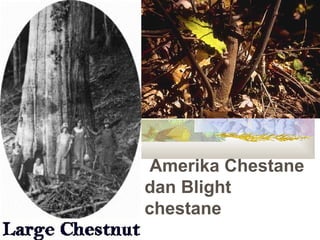 Amerika Chestane
dan Blight
chestane
 