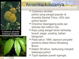 Amerika kastanya
 Castanea dentata
pohon yang sangat populer di
Amerika Serikat Timur, 40% dari
pohon berdiri
 Chestnut dipanggang pada api
terbuka dan kalkun rias
 Kayu yang sangat tahan terhadap
busuk: pagar, posting, bahan
bangunan
 Pada tahun 1904, laporan penyakit
pertama dekat Kebun Binatang
Bronx
 Dalam 50 tahun, berkurang menjadi
beberapa pohon
 Tujuh spesies punah ngengat
 