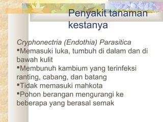 Penyakit tanaman
kestanya
Cryphonectria (Endothia) Parasitica
Memasuki luka, tumbuh di dalam dan di
bawah kulit
Membunuh kambium yang terinfeksi
ranting, cabang, dan batang
Tidak memasuki mahkota
Pohon berangan mengurangi ke
beberapa yang berasal semak
 