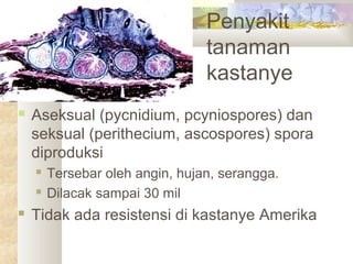 Penyakit
tanaman
kastanye
 Aseksual (pycnidium, pcyniospores) dan
seksual (perithecium, ascospores) spora
diproduksi
 Tersebar oleh angin, hujan, serangga.
 Dilacak sampai 30 mil
 Tidak ada resistensi di kastanye Amerika
 