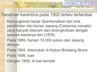Tanaman karantina pada 1902 terlalu terlambat
 Kemungkinan besar diperkenalkan dari stok
pembibitan dari kenari Jepang (Castanea crenata)
yang banyak ditanam dan dicangkokkan dengan
spesies kastanye lain (1876)
 Pada 1889, hampir 10.000 pohon dari Jepang
diimpor
 Pada 1904, ditemukan di Kebun Binatang Bronx
 Pada 1906, luas
 Dengan 1908, di luar kendali
 