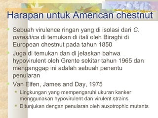 Harapan untuk American chestnut
 Sebuah virulence ringan yang di isolasi dari C.
parasitica di temukan di itali oleh Biraghi di
European chestnut pada tahun 1850
 Juga di temukan dan di jelaskan bahwa
hypovirulent oleh Grente sekitar tahun 1965 dan
menganggap ini adalah sebuah penentu
penularan
 Van Elfen, James and Day, 1975
 Lingkungan yang mempengaruhi ukuran kanker
menggunakan hypovirulent dan virulent strains
 Ditunjukan dengan penularan oleh auxotrophic mutants
 