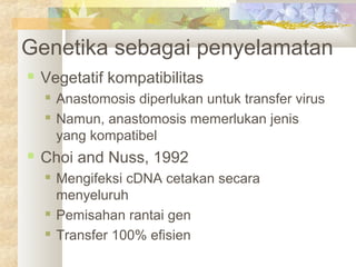 Genetika sebagai penyelamatan
 Vegetatif kompatibilitas
 Anastomosis diperlukan untuk transfer virus
 Namun, anastomosis memerlukan jenis
yang kompatibel
 Choi and Nuss, 1992
 Mengifeksi cDNA cetakan secara
menyeluruh
 Pemisahan rantai gen
 Transfer 100% efisien
 