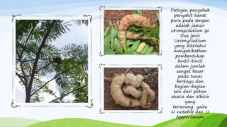 Patogen penyebab
penyakit karat
puru pada sengon
adalah jamur
Uromycladium sp.
Dua jenis
Uromycladium
yang diketahui
mengakibatkan
pembentukan
bintil-bintil
dalam jumlah
sangat besar
pada tunas
berkayu dan
bagian-bagian
lain dari pohon
akasia dan albisia
yang
terserang yaitu
U. notabile dan U.
tepperianum.
 