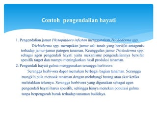 1. Pengendalian jamur Phytophthora infestan menggunakan Trichoderma spp.
Trichoderma spp. merupakan jamur asli tanah yang bersifat antagonis
terhadap jamur-jamur patogen tanaman. Keunggulan jamur Trichoderma spp.
sebagai agen pengendali hayati yaitu mekanisme pengendaliannya bersifat
spesifik target dan mampu meningkatkan hasil produksi tanaman.
2. Pengendali hayati gulma menggunakan serangga herbivora
Serangga herbivora dapat memakan berbagai bagian tanaman. Serangga
mungkin pula merusak tanaman dengan melubangi batang atau akar ketika
meletakkan telurnya. Serangga herbivora yang digunakan sebagai agen
pengendali hayati harus spesifik, sehingga hanya menekan populasi gulma
tanpa berpengaruh buruk terhadap tanaman budidaya.
Contoh pengendalian hayati
 