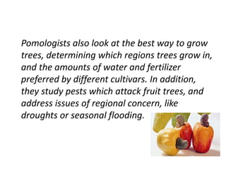 Pomologists also look at the best way to grow
trees, determining which regions trees grow in,
and the amounts of water and fertilizer
preferred by different cultivars. In addition,
they study pests which attack fruit trees, and
address issues of regional concern, like
droughts or seasonal flooding.
 