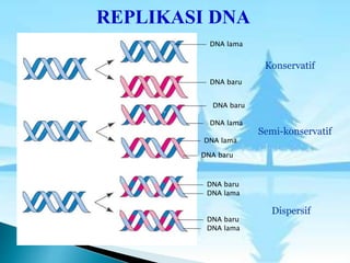 REPLIKASI DNA
DNA baru
DNA lama
DNA baru
DNA baru
DNA baru
DNA baru
DNA lama
DNA lama
DNA lama
DNA lama
Konservatif
Semi-konservatif
Dispersif
 