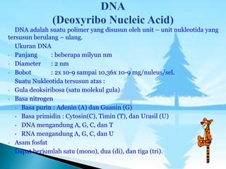 DNA adalah suatu polimer yang disusun oleh unit – unit nukleotida yang
tersusun berulang – ulang.
Ukuran DNA
• Panjang : beberapa milyun nm
• Diameter : 2 nm
• Bobot : 2x 10-9 sampai 10,36x 10-9 mg/nuleus/sel.
Suatu Nukleotida tersusun atas :
• Gula deoksiribosa (satu molekul gula)
• Basa nitrogen
 Basa purin : Adenin (A) dan Guanin (G)
 Basa primidin : Cytosin(C), Timin (T), dan Urasil (U)
 DNA mengandung A, G, C, dan T
 RNA mengandung A, G, C, dan U
• Asam fosfat
Dapat berjumlah satu (mono), dua (di), dan tiga (tri).
 