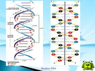 Struktur DNA
 