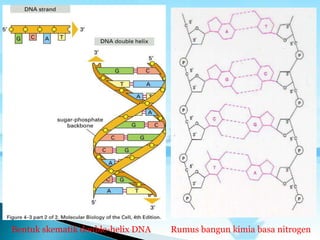 Bentuk skematik double-helix DNA Rumus bangun kimia basa nitrogen
 