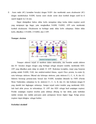 f) Asam malat (4C) kemudian bereaksi dengan NAD+ dan membentuk asam oksaloasetat (4C) 
dengan membebaskan NADH, karena asam oksalo asetat akan kembali dengan asetil ko-A 
seperti langkah ke 2 di atas. 
Dapat disimpulkan bahwa siklus krebs merupakan tahap kedua dalam respirasi aerob 
yang mempunyai tiga fungsi, yaitu menghasilkan NADH, FADH2, ATP serta membentuk 
kembali oksaloasetat. Oksaloasetat ini berfungsi untuk siklus krebs selanjutnya. Dalam siklus 
krebs, dihasilkan 6 NADH, 2 FADH2, dan 2 ATP. 
Transpor electron 
Transpor elektron terjadi di membran dalam mitokondria, dan berakhir setelah elektron 
dan H+ bereaksi dengan oksigen yang berfungsi sebagai akseptor terakhir, membentuk H2O. 
ATP yang dihasilkan pada tahap ini adalah 32 ATP. Reaksinya kompleks, tetapi yang berperan 
penting adalah NADH, FAD, dan molekul-molekul khusus, seperti Flavo protein, ko-enzim Q, 
serta beberapa sitokrom. Dikenal ada beberapa sitokrom, yaitu sitokrom C1, C, A, B, dan A3. 
Elektron berenergi pertama-tama berasal dari NADH, kemudian ditransfer ke FMN (Flavine 
Mono Nukleotida), selanjutnya ke Q, sitokrom C1, C, A, B, dan A3, lalu berikatan dengan H 
yang diambil dari lingkungan sekitarnya. Sampai terjadi reaksi terakhir yang membentuk H2O. 
Jadi hasil akhir proses ini terbentuknya 32 ATP dan H2O sebagai hasil sampingan respirasi. 
Produk sampingan respirasi tersebut pada akhirnya dibuang ke luar tubuh, pada tumbuhan 
melalui stomata dan melalui paru-paru pada pernapasan hewan tingkat tinggi. Ketiga proses 
respirasi dapat diringkas sebagai berikut. 
Fosforilasi oksidatif 
 