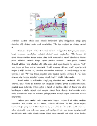 Fosforilasi oksidatif adalah suatu lintasan metabolisme yang menggunakan energi yang 
dilepaskan oleh oksidasi nutrien untuk menghasilkan ATP, dan mereduksi gas oksigen menjadi 
air. 
Walaupun banyak bentuk kehidupan di bumi menggunakan berbagai jenis nutrien, 
hampir semuanya menjalankan fosforilasi oksidatif untuk menghasilkan ATP. Lintasan ini 
sangat umum digunakan karena sangat efisien untuk mendapatkan energi, dibandingkan dengan 
proses fermentasi alternatif lainnya seperti glikolisis anaerobik. Dalam proses fosforilasi 
oksidatif, elektron yang dihasilkan oleh siklus asam sitrat akan ditransfer ke senyawa NAD+ 
yang berada di dalam matriks mitokondria. Setelah menerima elektron, NAD+ akan bereaksi 
menjadi NADH dan ion H+, kemudian mendonorkan elektronnya ke rantai transpor elektron 
kompleks I dan FAD yang berada di dalam rantai transpor elektron kompleks II. FAD akan 
menerima dua elektron, kemudian bereaksi menjadi FADH2 melalui reaksi redoks. 
Reaksi redoks ini melepaskan energi yang digunakan untuk membentuk ATP. Pada 
eukariota, reaksi redoks ini dijalankan oleh serangkaian kompleks protein di dalam mitokondria, 
manakala pada prokariota, protein-protein ini berada di membran dalam sel. Enzim yang saling 
berhubungan ini disebut sebagai rantai transpor elektron. Pada eukariota, lima kompleks protein 
utama terlibat dalam proses ini, manakala pada prokariota, terdapat banyak enzim-enzim berbeda 
yang terlibat. 
Elektron yang melekat pada molekul rantai transpor elektron di sisi dalam membran 
mitokondria akan menarik ion H+ menuju membran mitokondria sisi luar, disebut kopling 
kemiosmotik,[4] yang menyebabkan kemiosmosis, yaitu difusi ion H+ melalui ATP sintase ke 
dalam mitokondria yang berlawanan dengan arah gradien pH, dari area dengan energi potensial 
elektrokimiawi lebih rendah menuju matriks dengan energi potensial lebih tinggi. Proses kopling 
 