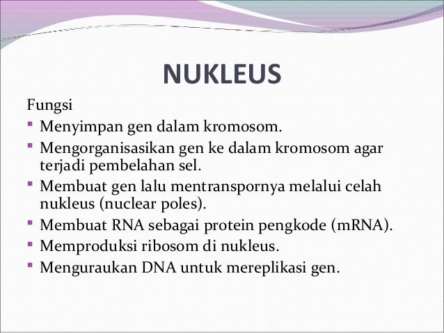 Fungsi nukleus pada sel hewan