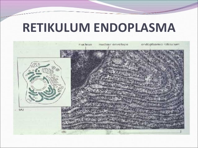 Pengertian Sel Hewan Dan Tumbuhan